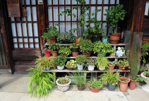 Người Nhật dành dụm từng mẩu đất nhỏ để trồng hoa trước nhà