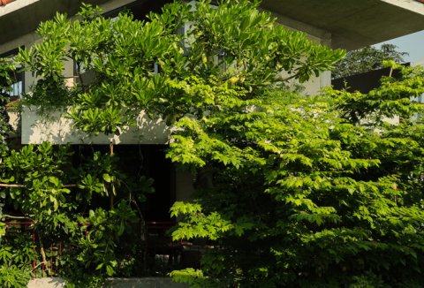 Nhà hẻm 161 m2 có 'rèm cây' chắn nắng, phí xây 2,1 tỷ đồng