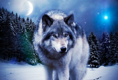 Từ "con sói cô độc" trở thành sói đầu đàn dũng mãnh nhất thảo nguyên: Nguyên tắc thành công quan trọng nhất đời người