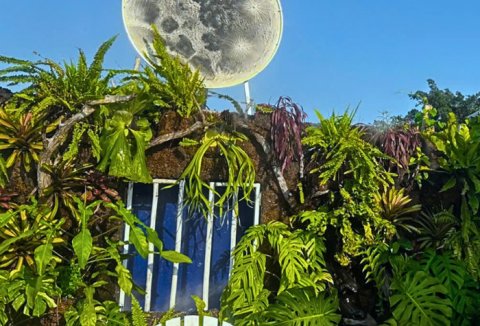 Xu hướng làm vườn treo trong nhà phố