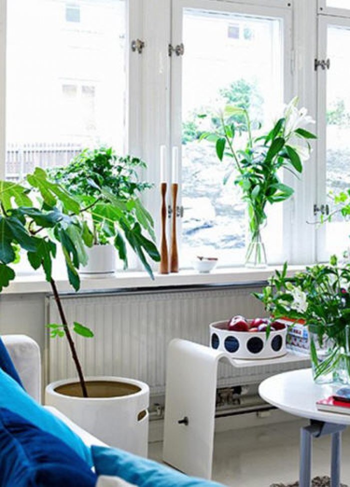 12 loại cây làm sạch không khí trong nhà
