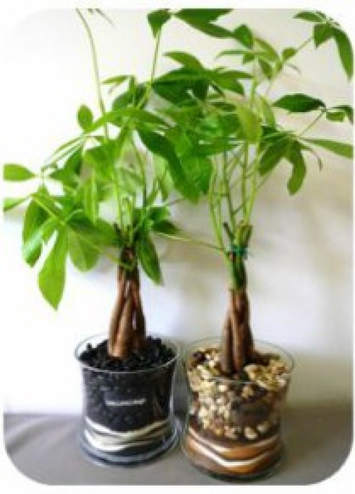 Trồng cây kim ngân vừa đẹp, vừa đón và giữ tài lộc đầy nhà