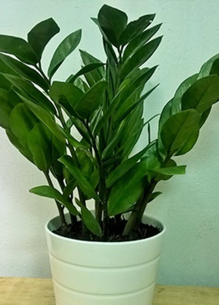 Chọn cây cảnh hợp mệnh sinh tiền, tài, lộc