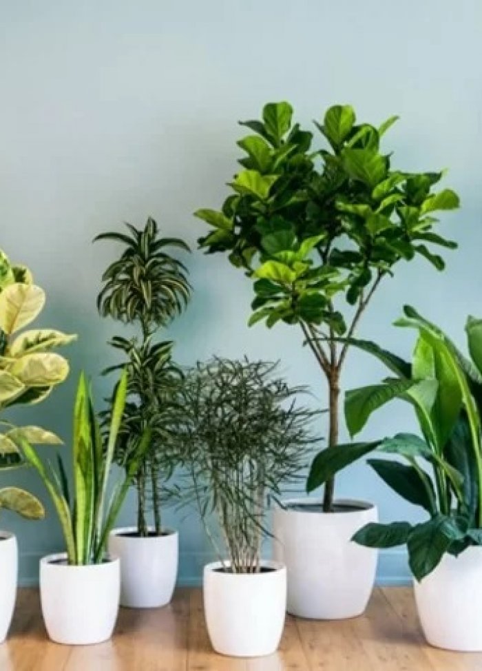  Chọn cây trồng phù hợp với các góc nhà