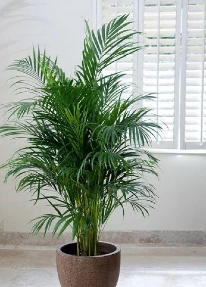 5 loại cây vừa đẹp nhà vừa giúp bạn ngủ ngon