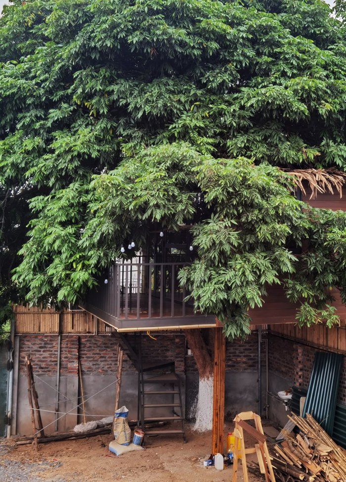 Chi trăm triệu đồng làm nhà trên cây ở Hà Nội