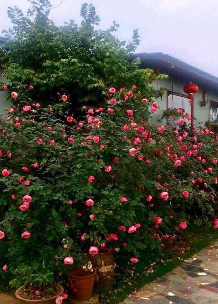 Trăm loại hồng khoe sắc trong khu vườn đô thị