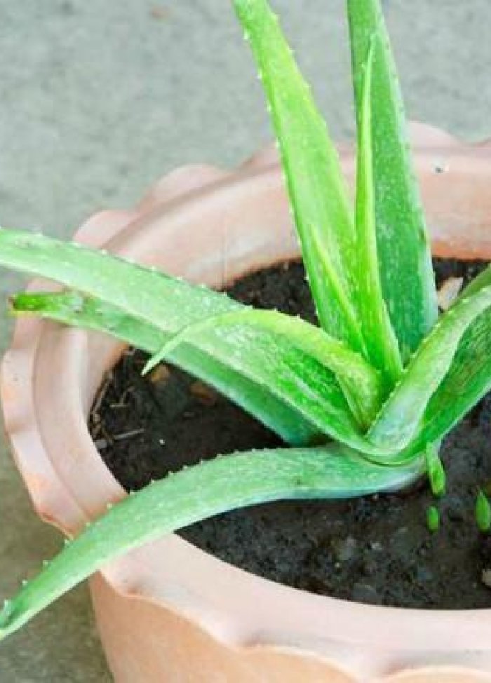 Loại cây làm giảm 85% các chất độc hại trong nhà bạn