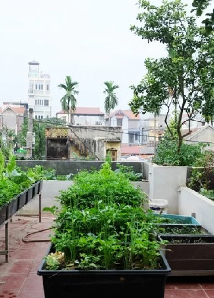 Vườn rau xanh tốt của chủ nhà ở phố