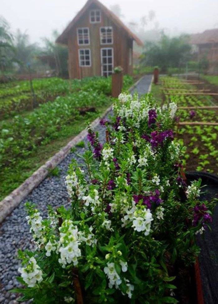 Mê mẩn vườn rau sạch đang gây sốt mạng xã hội